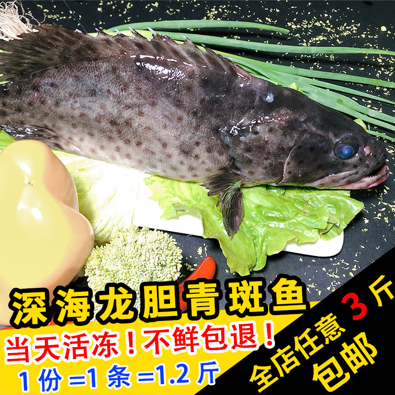 闽丰渔野生鲜活青斑鱼600g整条活鱼现杀新鲜冷冻清蒸生猛石斑鱼