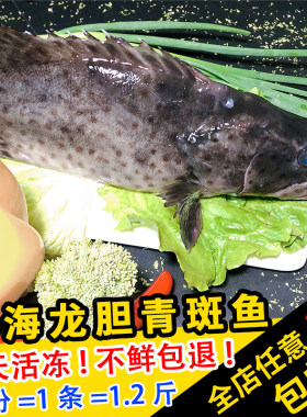 闽丰渔野生鲜活青斑鱼600g整条活鱼现杀新鲜冷冻清蒸生猛石斑鱼