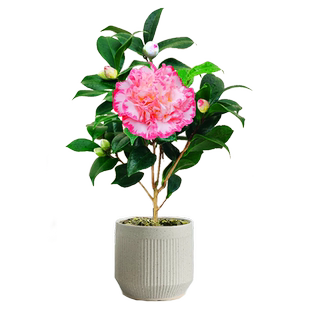 艾亚白衣大皇冠茶花盆栽宽彩带茶花女皇二号名贵山茶花苗花卉稀有