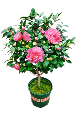 山茶花庭院香妃绿植四季