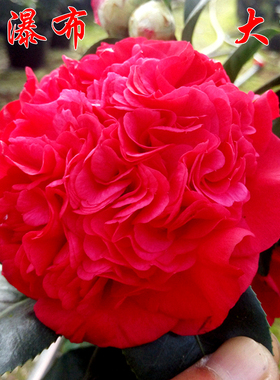 火瀑布茶花盆栽大红色山茶庭院树苗大棵阳台花卉绿植客厅植物好养