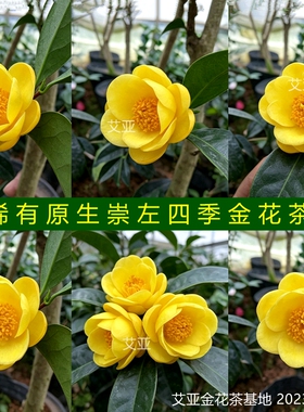 原生稀有崇左四季金花茶大苗花开金黄色室内盆栽花卉艾亚基地精选