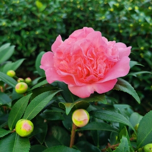 福建山茶花艾亚基地香妃克瑞墨大花带香味树苗室内盆栽阳台原盆发