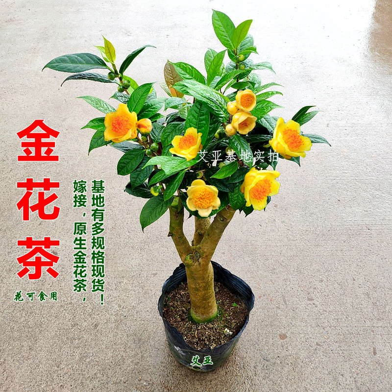 凹脉大苗原生金花茶蜡皮树苗盆栽金黄色稀有名贵花卉庭院植物精选