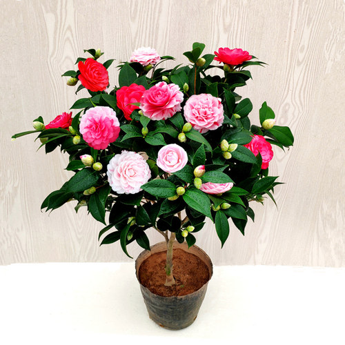 茶花树多少钱 茶花树价格 小麦优选 茶花树多少钱 茶花树价格 小麦优选