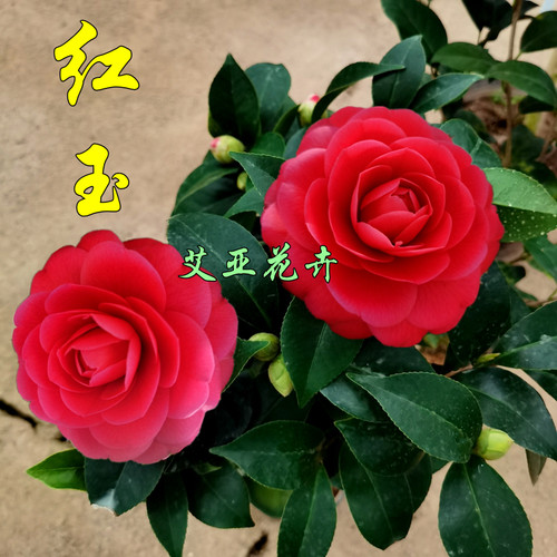 红玉山茶艾亚茶花盆栽基地苗好养