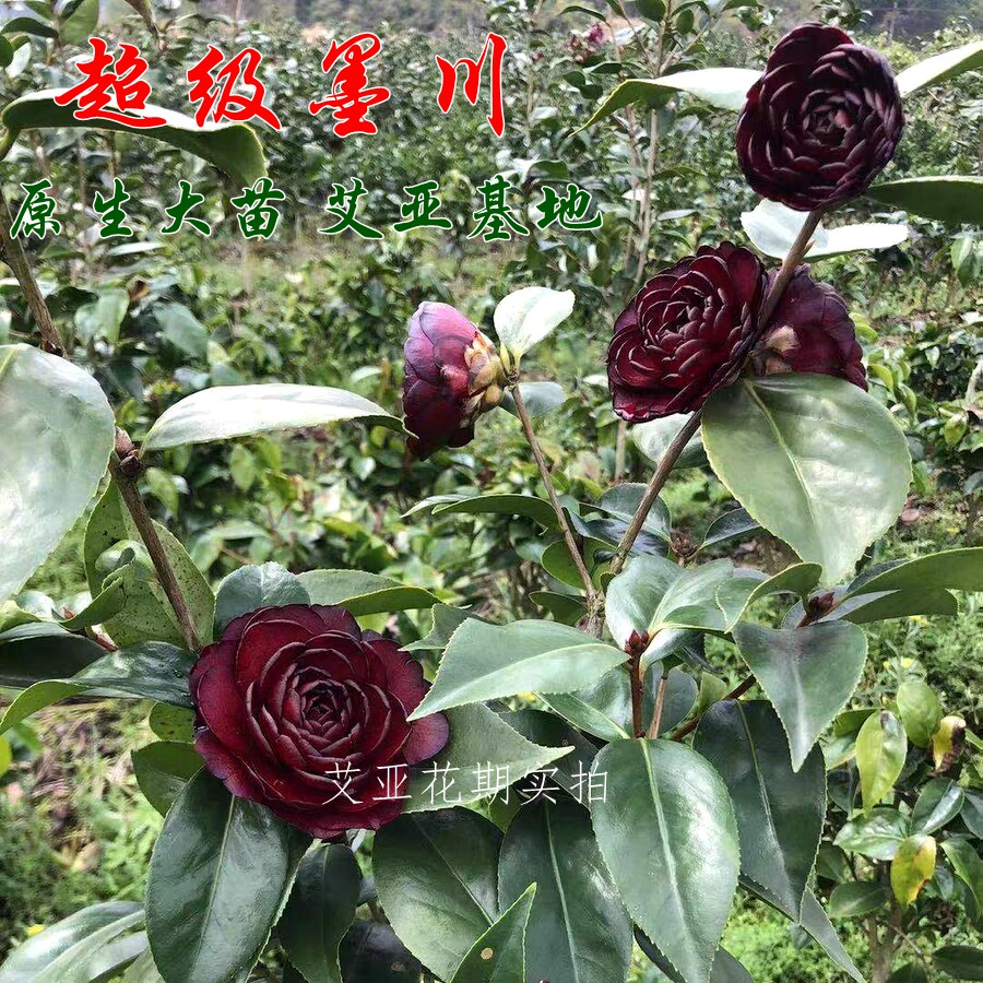 基地直营原盆原土正品对版!