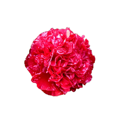 巨型花花色艳丽名贵品种