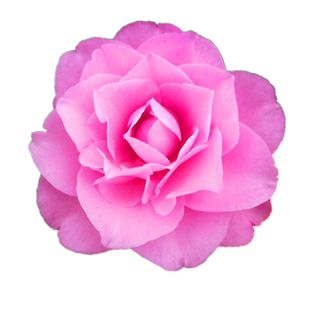 西利米切尔名贵山茶花盆栽树苗室内绿植阳台花卉福建经典粉色热卖