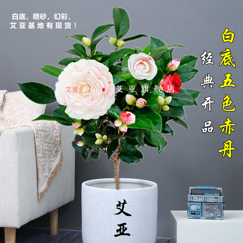 山茶花树苗福建龙岩名贵五色赤丹