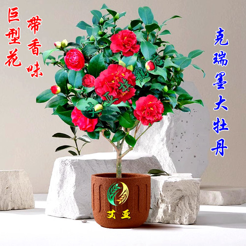 巨型花带香味阳台精选茶花盆栽
