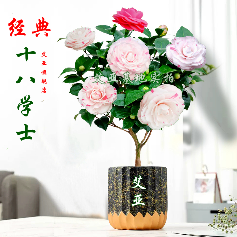 十八学士茶花福建龙岩绿植阳台图片