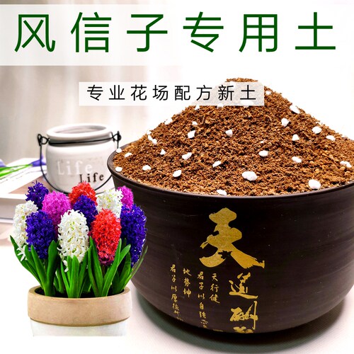 风信子弱酸性土生根快！专用土
