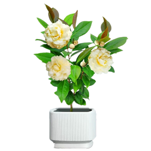 正黄旗茶花盆栽名贵品种金黄色山茶花树室内绿植阳台庭院花卉精选