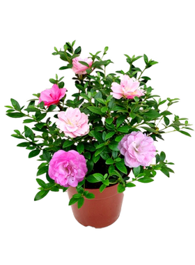 日本皋月杜鹃花盆栽好养