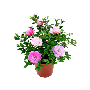 日本皋月杜鹃花品种鹃之舞夏鹃一树多色耐寒耐热庭院树桩艺术盆栽