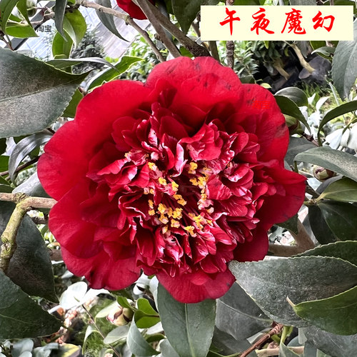 名贵品种！生长缓慢！花开大红！