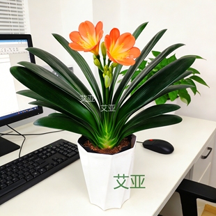 君子兰盆栽花卉花期长室内客厅接待前台绿植盆景阳台植物耐旱好养