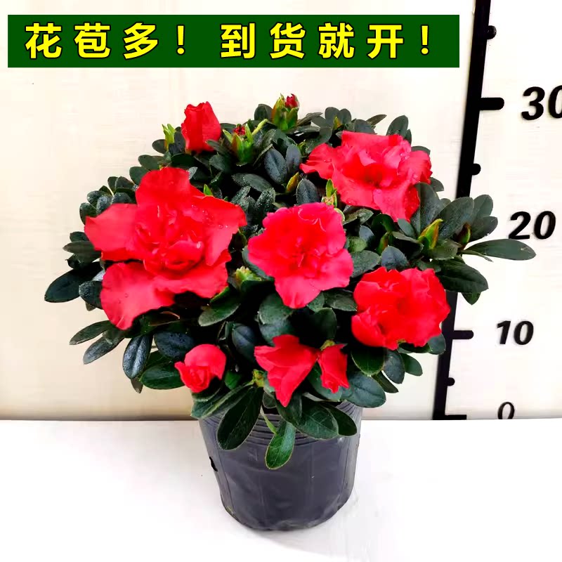 杜鹃花盆栽满树花苞好养阳台花卉图片