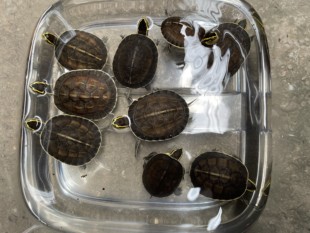 2025年安布闭壳龟苗马来闭壳龟苗金黄头线带背线安布苗选育品种