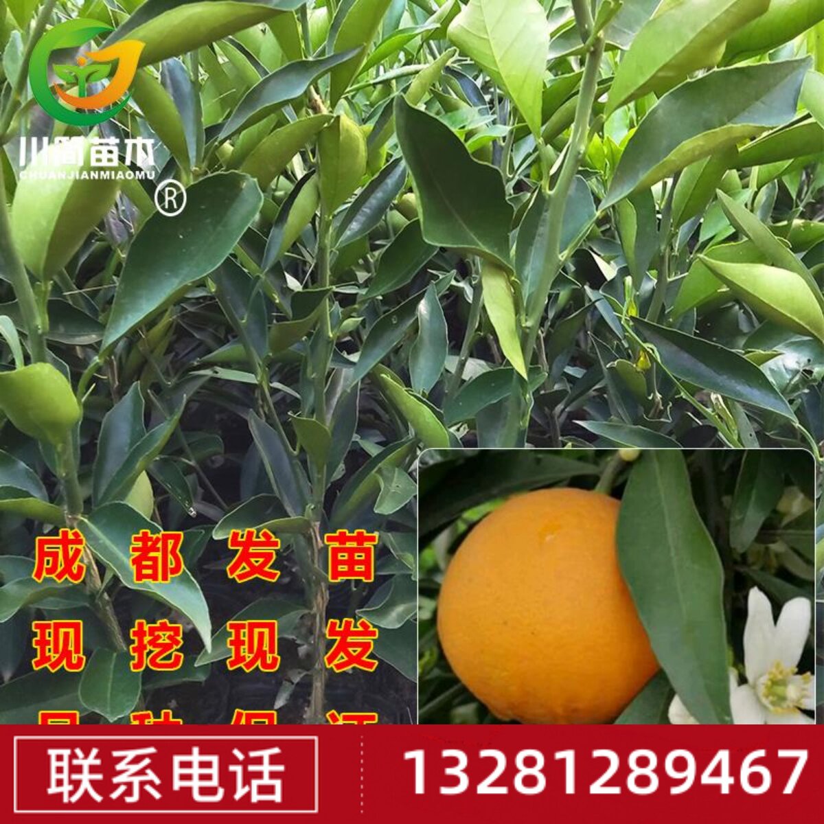 热销长叶香橙2号 嫁接苗无核脐橙果树苗木柑橘苗柑桔常绿带土盆栽