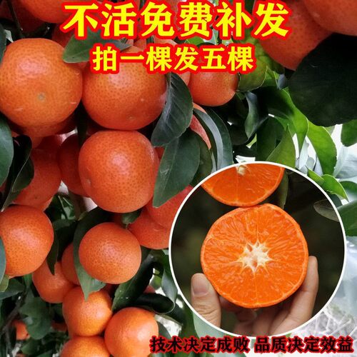 种柚子籽价格 种柚子籽图片 星期三 种柚子籽价格 种柚子籽图片 星期三