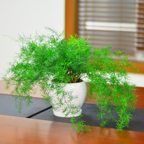绿尾狐质量怎么样 绿尾狐口碑怎么样 小麦优选