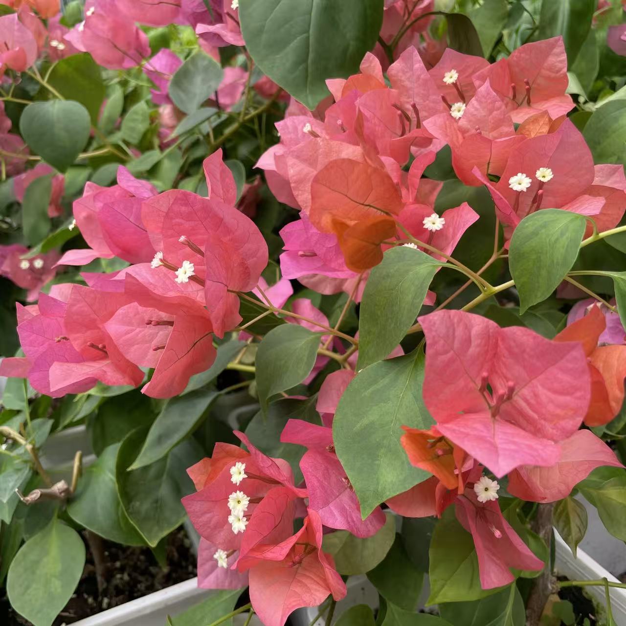 【禅艺绿植泥炭土三角梅】暗斑夕阳红三角梅勤花品种粉红系三角梅