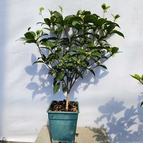 飘香原生四季桂盆摘已换土