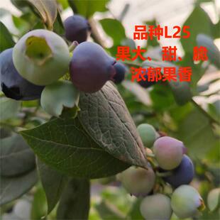 蓝莓L25带盆摘好精品蓝莓当年秋冬结果结果