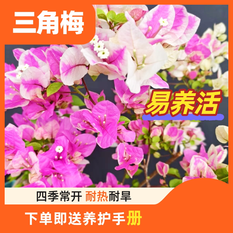 【禅艺绿植泥炭土三角梅】盆栽四季开花带花苞好养适合庭院阳台