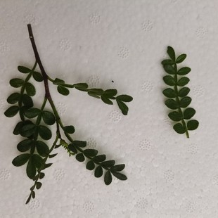 日料西餐酒店摆盘装 清香木 饰 香叶子 新鲜胡椒木