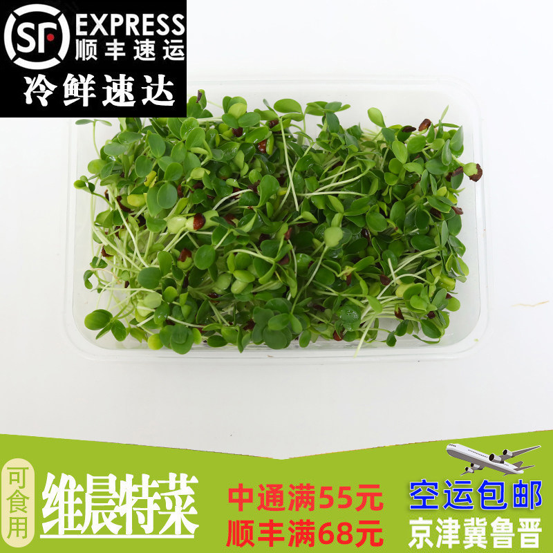 新鲜芽苗菜可食用 香椿苗 香春苗冷艺 90g/盒/件