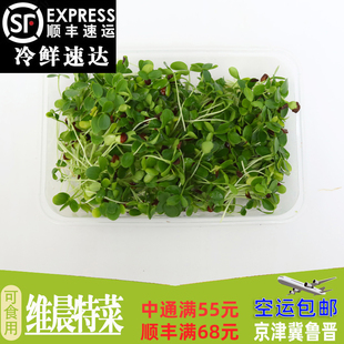 新鲜芽苗菜可食用 香椿苗 香春苗冷艺 90g/盒/件