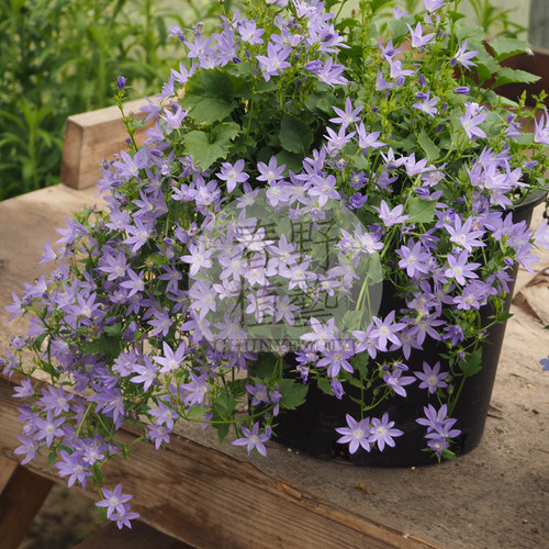 垂吊风铃草阳台庭院夏季