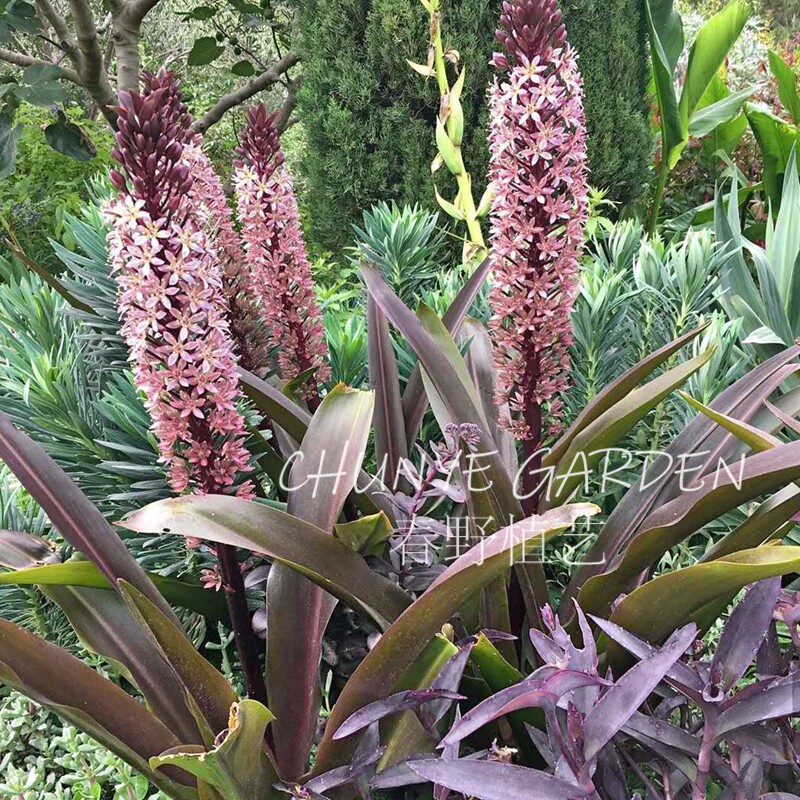 南非球根植物凤梨百合勃艮第之光多年生宿根耐热夏秋季开花盆栽
