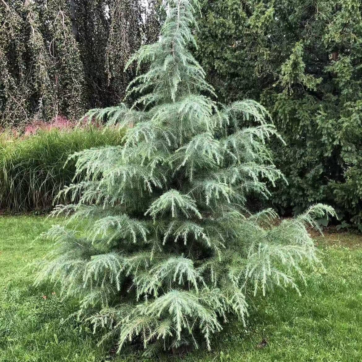 圣诞树雪松小盆栽常绿阳台耐寒耐热花园观叶植物装饰多年生松树