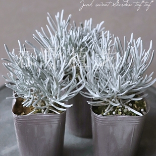 耐湿热抗性好多年生银叶植物冰锥蜡菊组合盆栽素材推荐容易种植