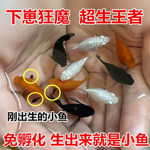 除藻除油膜玛丽球活鱼现发淡水鱼