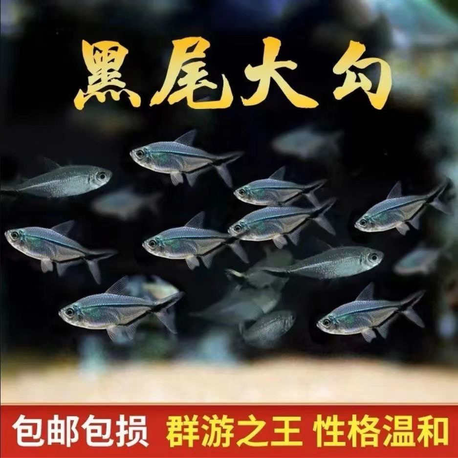黑尾大勾草缸热带观赏鱼红绿灯小淡水灯科鱼群游鱼斑马鱼好养活