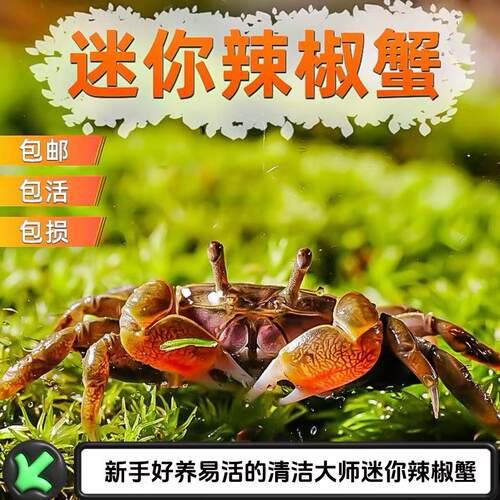 迷你辣椒蟹活体除藻清洁鱼便
