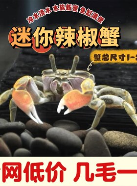 迷你辣椒蟹宠物蟹活体鱼缸水族