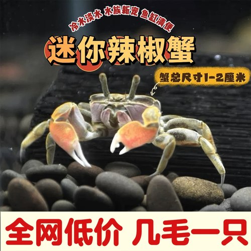 迷你辣椒蟹宠物蟹活体鱼缸水族