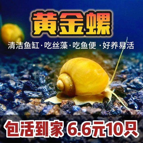 黄金螺水族清洁青苔藻类工具螺