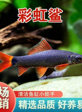 彩虹鲨金苔鼠活体易养清洁鱼缸