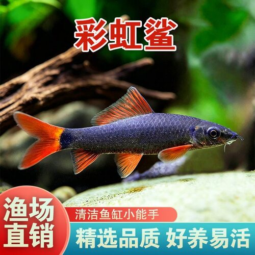 彩虹鲨金苔鼠活体易养清洁鱼缸
