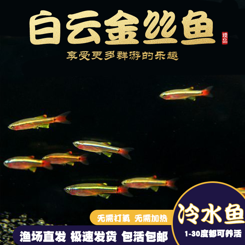 白云金丝淡水冷水新手可养观赏鱼