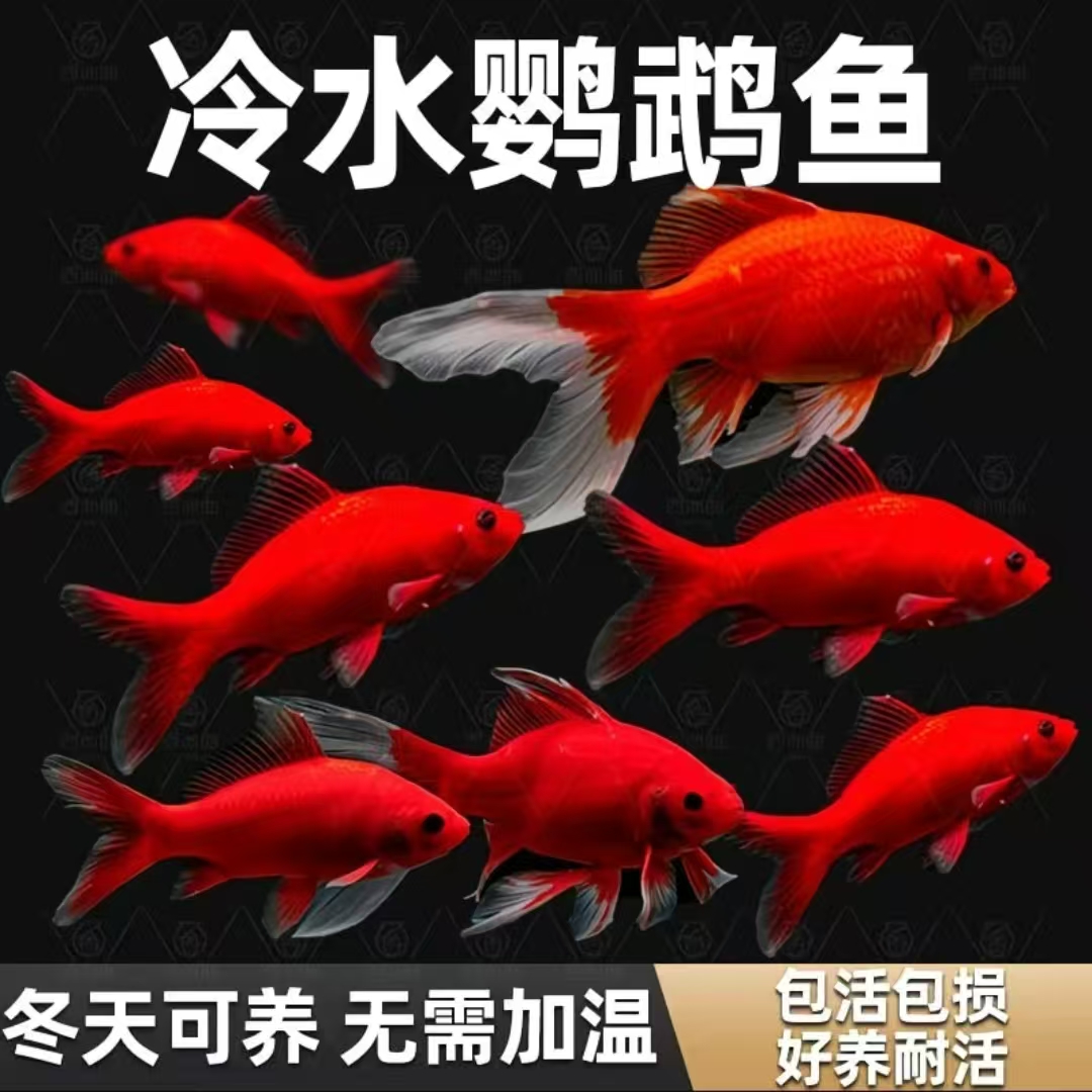 新手好养冷水鱼鹦鹉鱼红色观赏鱼