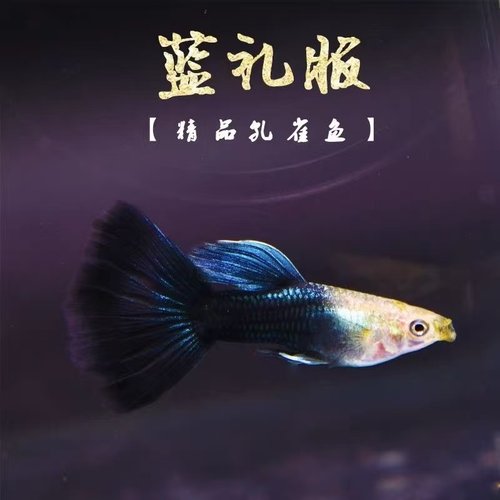 蓝礼服孔雀鱼纯种大背红扇