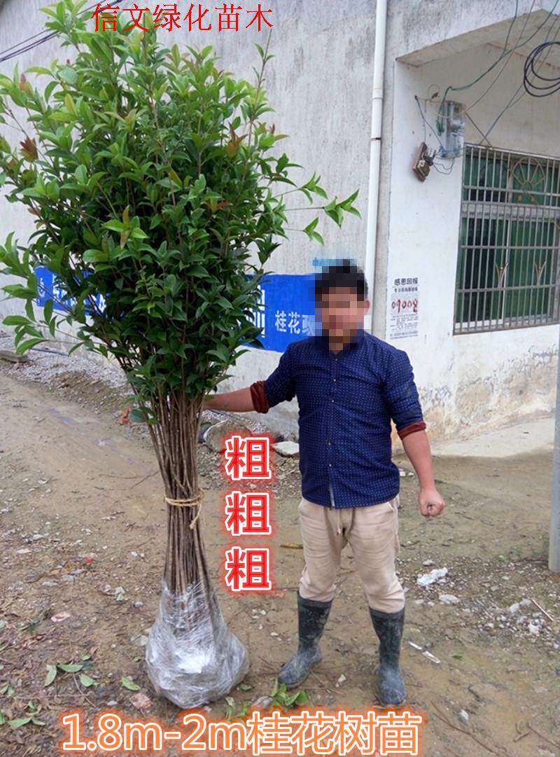 桂花树苗金黄花金桂红花丹桂123公分占地绿化小苗